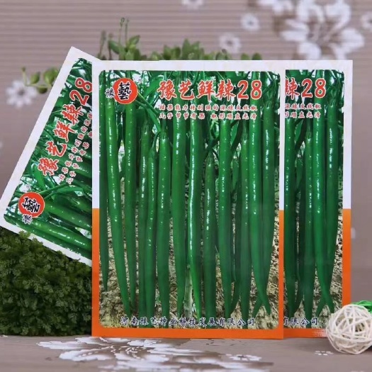 扶沟县豫艺鲜辣28线椒种子结果能力强深绿皮线椒几乎节节有果