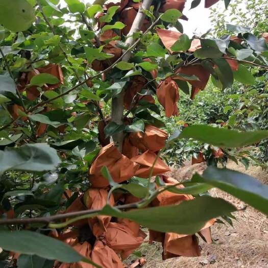 翁源县水晶梨果皮黄白色着色均匀，果肉晶莹剔透爽脆，汁多无渣如饮甘泉