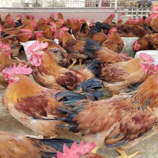 南宁良凤花鸡苗 包打疫苗 正规公司 企业认证