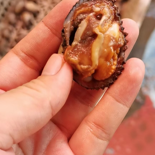 北海毛螺（毛蚶）批发