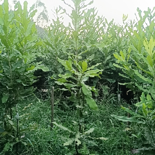 灵山县核桃苗澳洲坚果桂热一号 布袋15*18