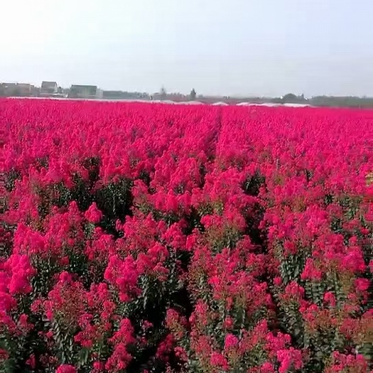 高县紫薇，红火箭，1一5公分，造型，花瓶，自然冠，都有。