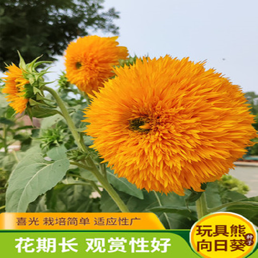 沭阳县玩具熊向日葵种子籽重瓣太阳花四季易种室内盆栽室外庭院花卉种孑