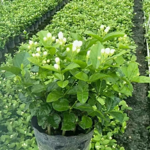 横州市重瓣茉莉花盆栽植物大量茉莉花1盆