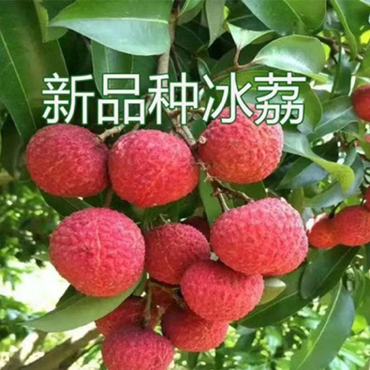 灵山县冰荔枝苗  新品种冰荔嫁接苖带土球发货