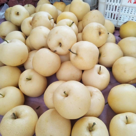 方城县黄金梨