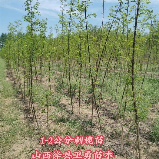 运城2年刺槐苗 两年刺槐苗大量供应 0.8-1公分刺槐苗