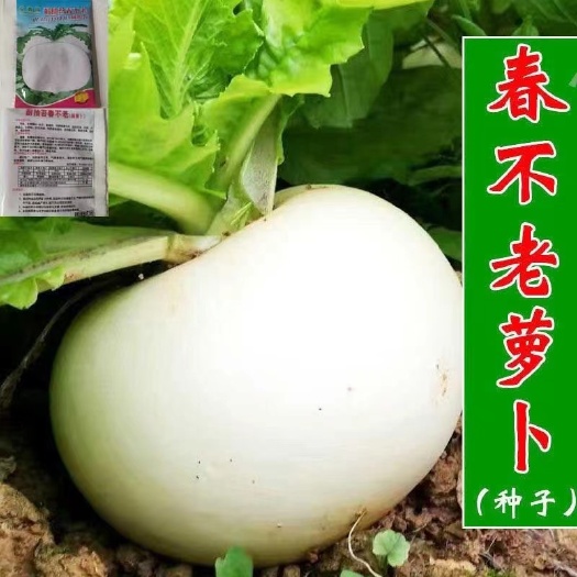 邵东市春不老萝卜种子 圆白大萝卜籽 耐抽苔秋季田园蔬菜种子孑萝卜种