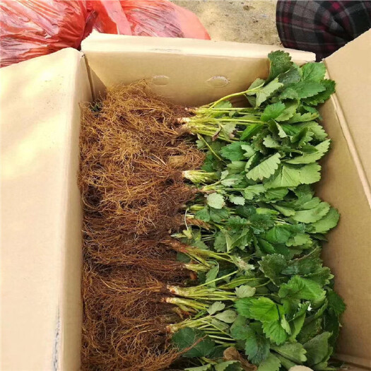 寿光市看货现挖 天仙醉草莓苗 矮壮一级苗 高15-18公分 无病害