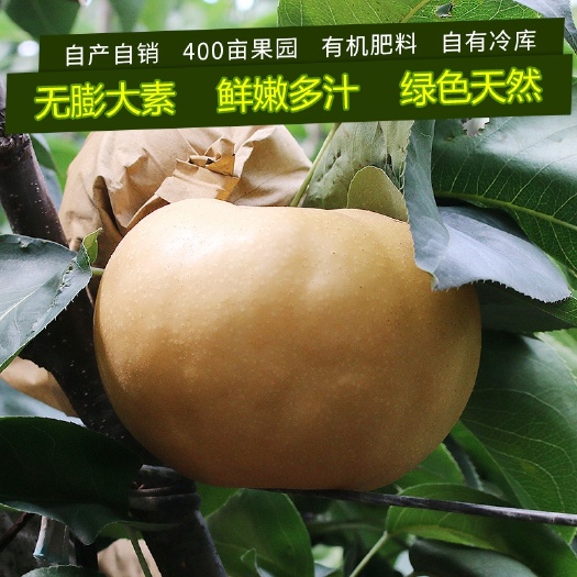 涡阳县南水梨，优质品种，引进，自家果园，有机种植