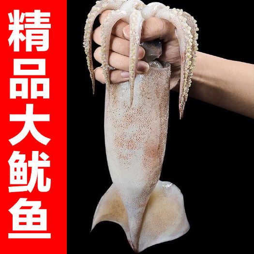 连云港【超大鱿鱼】鲜活深海捕冷冻水产新鲜整只大鱿鱼尤鱼整只烧烤批发