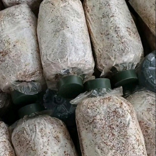 禄丰市大球盖菇菌种母种原种栽培种