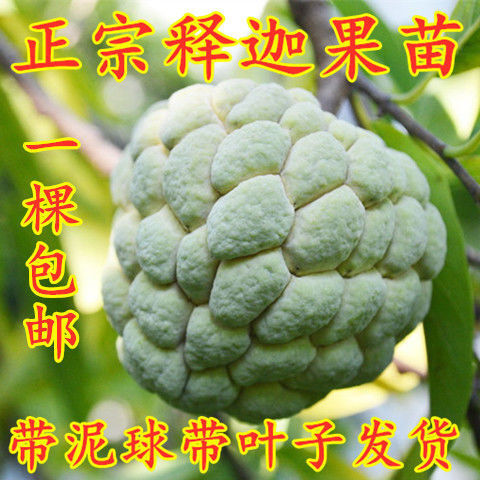 灵山县四季凤梨释迦果树苗红释迦果苗番鬼荔枝释迦果树苗盆栽庭院