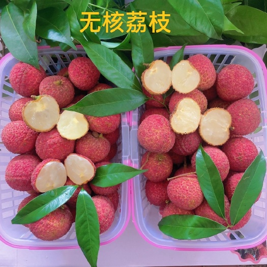 灵山县无核荔枝苗，桂味 仙进奉 冰荔 妃子笑各品种荔枝苗，正品嫁接