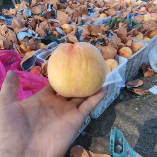 安丘市黄金蜜桃