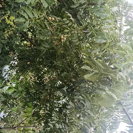 墨江县薄皮核桃 核桃