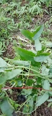 连南县威灵仙