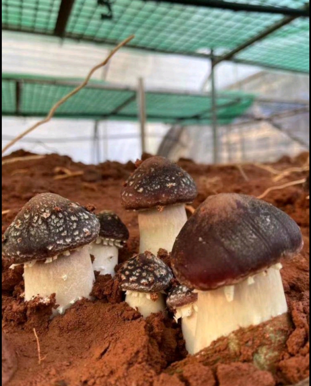禄丰市赤松茸菌种母种原种栽培种