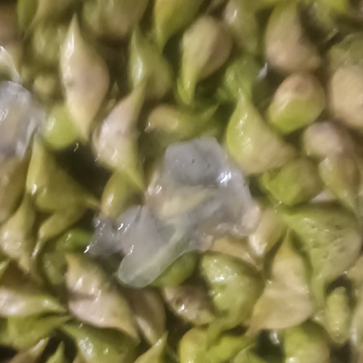 泰州菱角