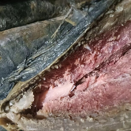 日照梅香马鲛鱼 老咸鱼 发酵鱼