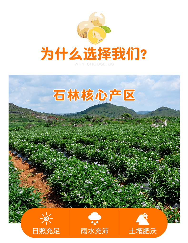 云南人参果石林人参果5斤包邮10斤大果圆果云南水果一件代发