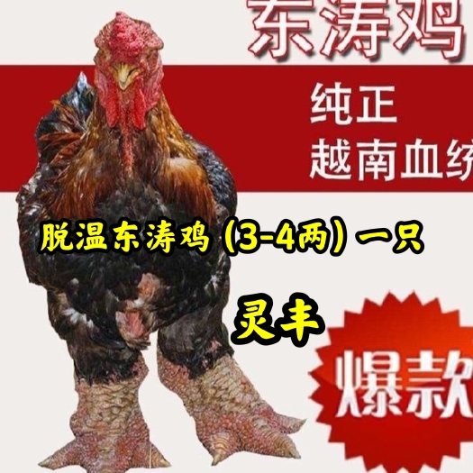 南宁【南宁市热卖】脱温粗脚越南东涛鸡苗 8只起发顺丰快递
