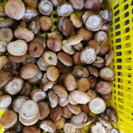 菏泽剪脚鲜香菇