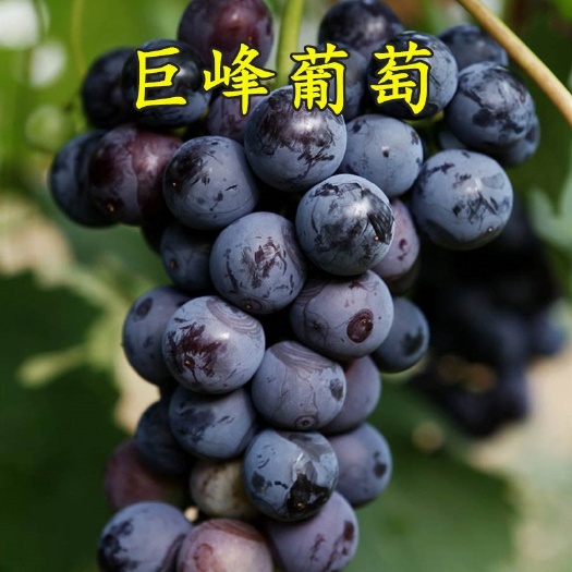 平邑县巨峰葡萄苗 南北方均可种植 适应性强 抗病 抗寒 果实粒大
