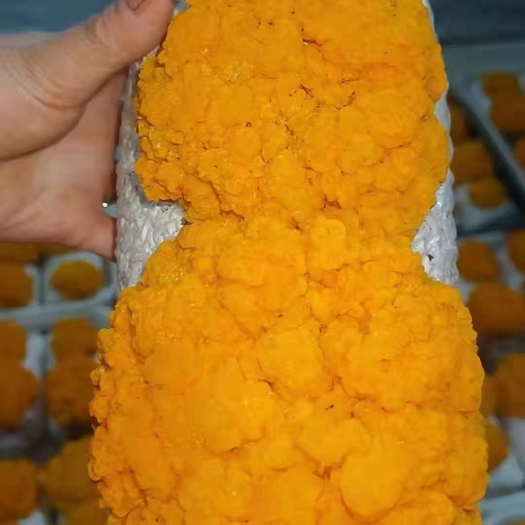 临清市金耳菌，厂家直销，提供技术对接