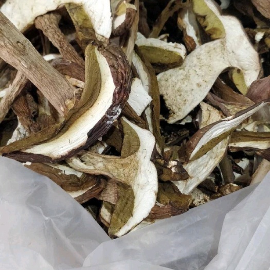 扎兰屯市牛肝菌