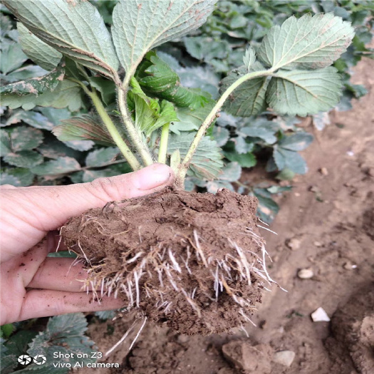 寿光市香蕉草莓苗 基地现挖 矮壮脱毒二代 量大优惠 保障成活率