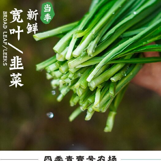 徐闻县宽叶韭菜广东湛江徐闻蔬菜水果大县韭菜基地现割大量批发