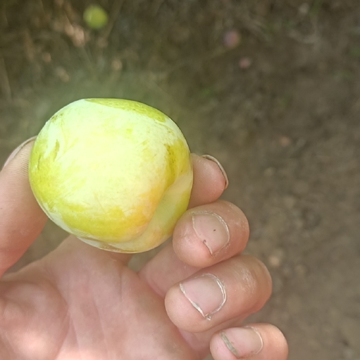 翁牛特旗香蕉李子 上市了