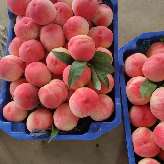 长沙离核红久宝桃