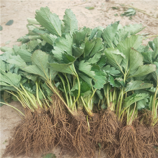 寿光市现挖妙香3号草莓苗 矮壮脱毒苗 实地看圃起苗 保障成活率