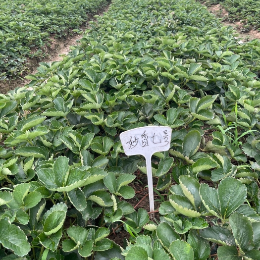 寿光市脱毒二代 妙香七号草莓苗 矮壮一级苗 基地现挖 成活率保障