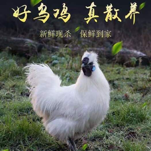 阳谷县农家散养乌鸡乌骨鸡老乌鸡活鸡现杀土鸡鸡肉整只
