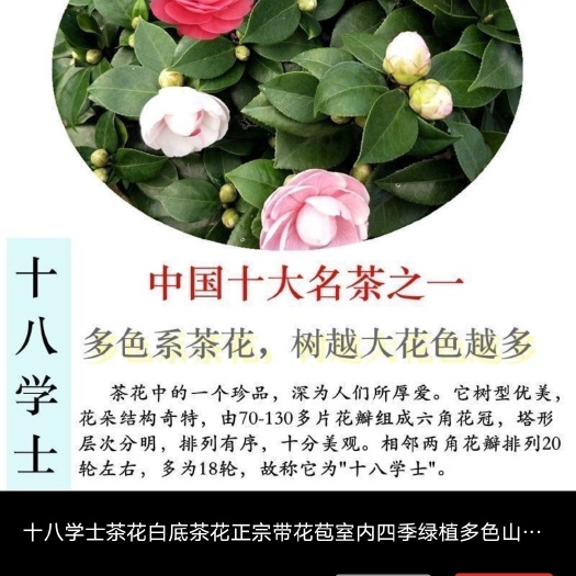 漳平市十八学士茶花盆栽一树多色