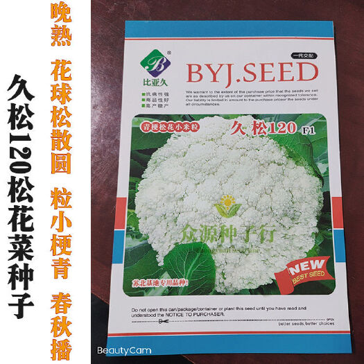 久松120天越冬青梗松花菜种子晚熟花球散花粒小蔬菜种孑籽春秋