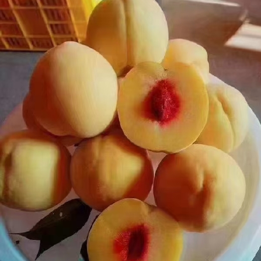 桂东县锦绣黄桃，桂东高山黄桃