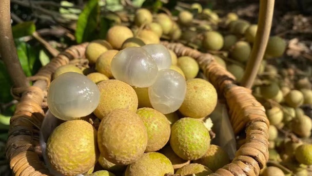 海南石硖龙眼，汁多味甜，脆爽蜜甜，三十多年的老树
