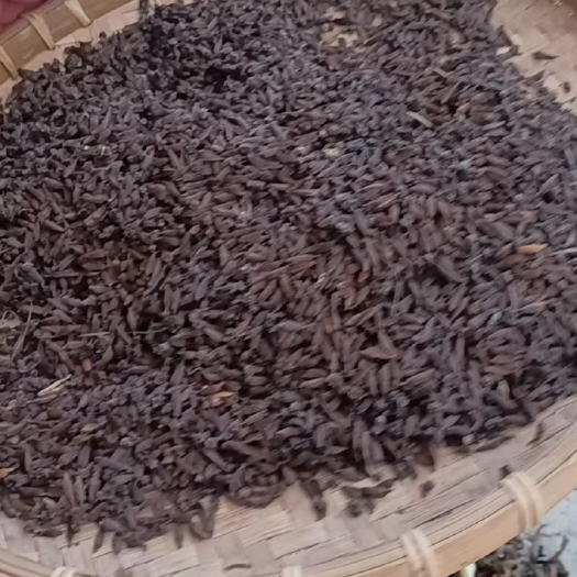 钦州红花百部种子