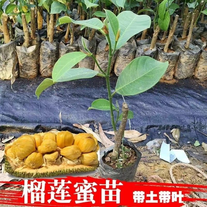 灵山县榴莲菠萝蜜苗新品种有榴莲的味道