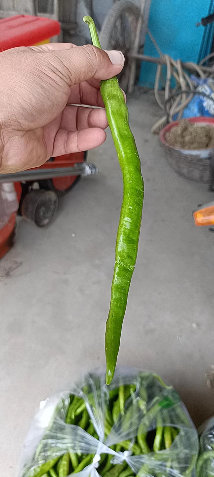 辣椒