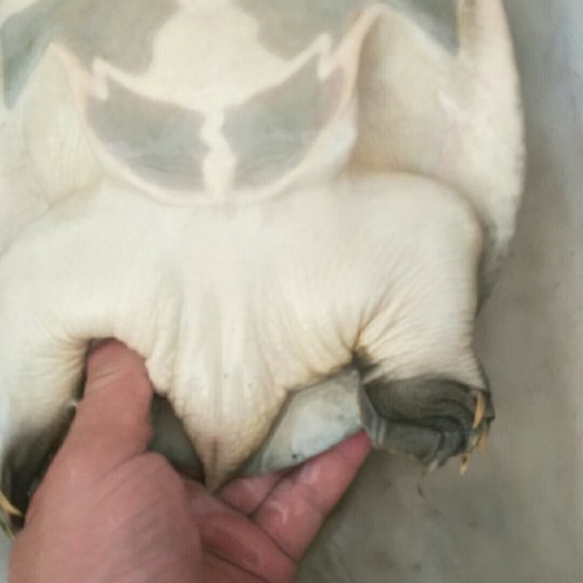 中华老甲鱼，质量好，