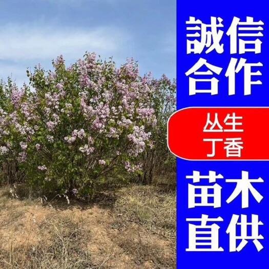 济南丁香丛生丁香冠幅1.5-2.5m基地直发全国发货规格齐全