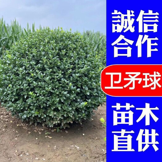 济南胶东卫矛卫矛球冠幅1米-2米卫矛球绿化苗木全国发货规格齐全