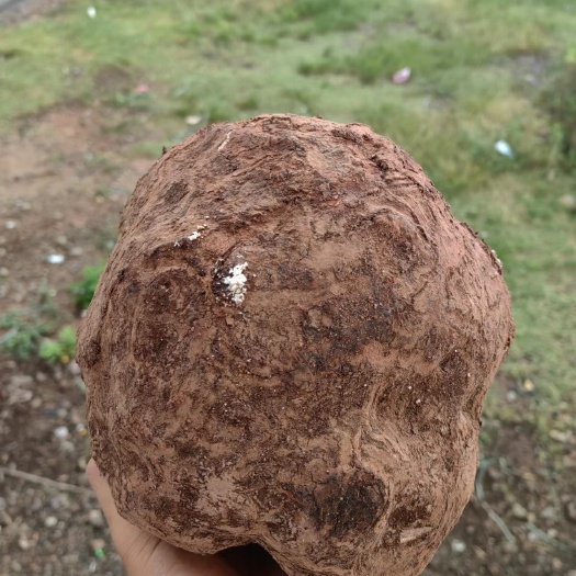 云南精品原产地鲜茯苓质量好表皮光滑肉质紧实生长周期长味道鲜美