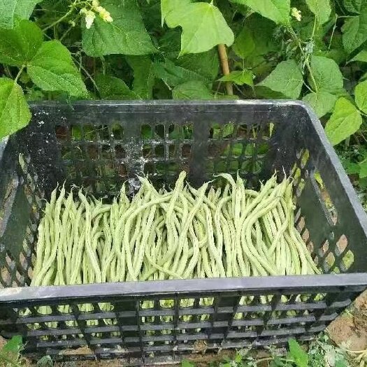甘肃陇南高架豆王，质量好价格便宜