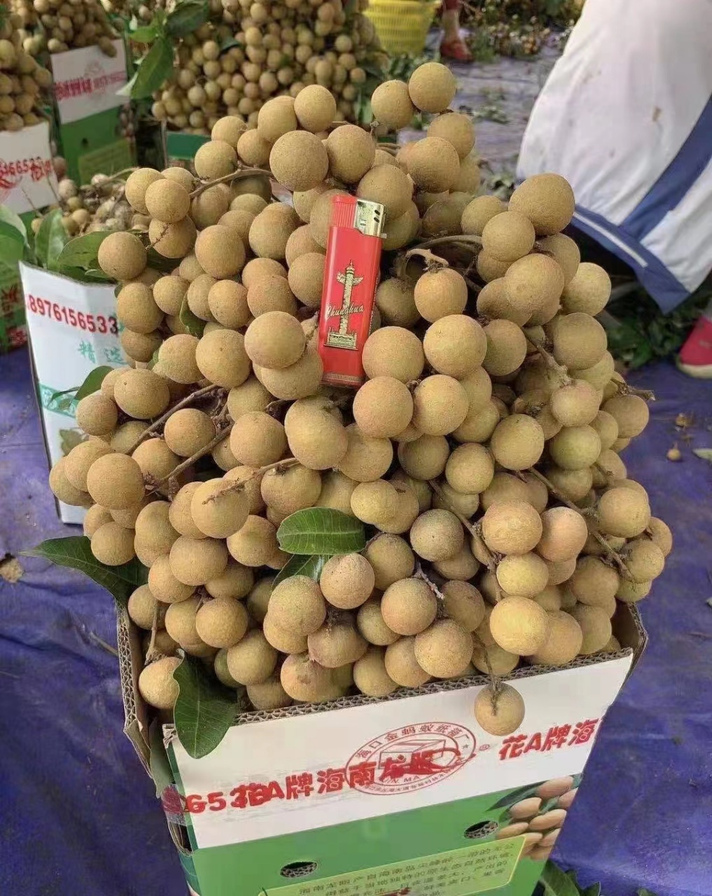 海南石硖龙眼，汁多味甜，脆爽蜜甜，三十多年的老树